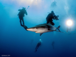Divers off Cape Point with a Blue Shark by Gemma Dry 